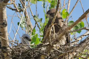 Tour image of Colorado's Birds of Prey Full-Day with Lunch