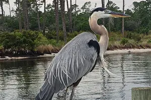 Tour image of Original CRUISIN TIKIS 90 min Cruise - Grand Lagoon