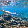 Image of Wildlife Watching