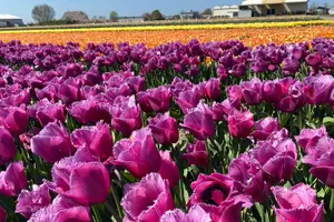 Tour image of Taking Pictures in the Tulip Field at De Tulperij