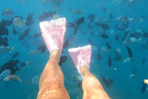 Tour image of Turtle Canyons Snorkel Excursion from Waikiki, Hawaii
