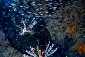 Tour image of Discover Scuba Diving With Sea Turtles – Xiaoliuqiu, Taiwan