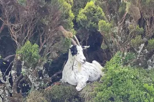 Tour image of Hike 3 hours Inland Terceira Island