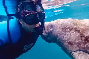 Tour image of Morning Swim and Snorkel with Manatees-Guided Crystal River Tour