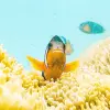 Image of Snorkeling