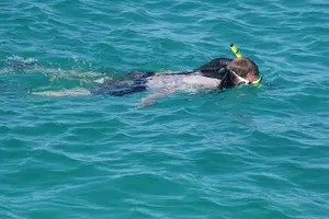 Tour image of Private Half-Day Sailing and Snorkeling Tour
