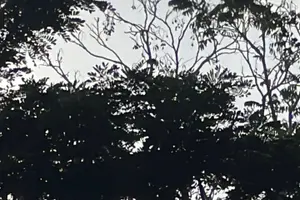 Tour image of Birdwatching, Waterfall, Rainforest and Island Nature Tours