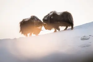 Tour image of Musk ox Safari in Dovrefjell National Park from Oppdal
