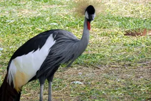 Tour image of Nature Flora and Fauna Trip from Manama