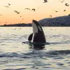 Image of Lunch Cruises