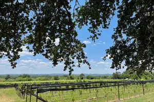 Tour image of Fredericksburg Texas Area Wine Tastings: 3 Wineries and Lunch