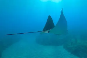 Tour image of Aguadilla Tropical Snorkeling
