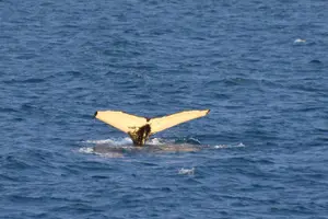Tour image of Whale Watching from the Heart of Akureyri