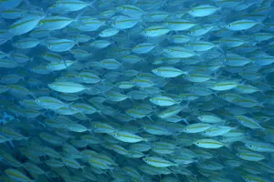 Tour image of Ko Chang