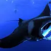 Image of Snorkeling