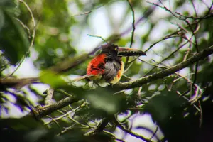 Tour image of Sloths, Rio Celestes & Rainforest with Lunch, Full Day Tour