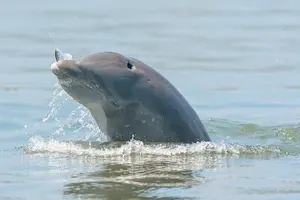 Tour image of 90 Minute Hilton Head Dolphin and Nature Cruise