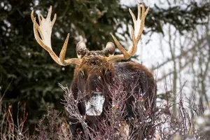 Tour image of Private 8-Hour Grand Teton Adventure