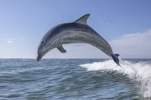 Tour image of Private Historical Wildlife and Dolphin Cruise South Padre Island