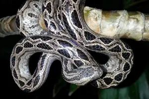 Tour image of Jungle Night Tour Manuel Antonio