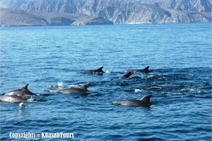 Tour image of Musandam Khasab Full day dhow cruise with Lunch