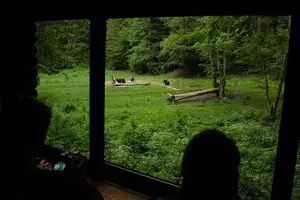 Tour image of Bear watching experience near Brasov