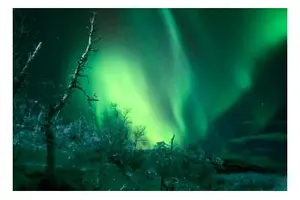 Tour image of Authentic Swedish Street Food and Northern Lights Chase from Kiruna