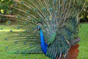 Tour image of Tour Jamaica Zoo in Saint Elizabeth