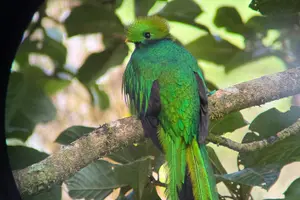 Tour image of Birdwatching Tour in Monteverde