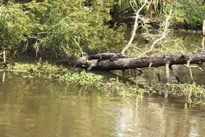 Tour image of Oak Alley Plantation and Large Airboat Swamp Tour from New Orleans