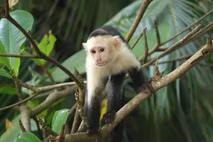 Tour image of Cahuita National Park Hiking