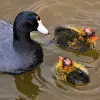 Image of Bird Watching