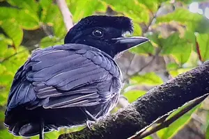 Tour image of Curicancha Birdwatching Tour