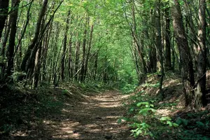 Tour image of Relax and refresh in Karuizawa Forest! Shinanoji down trekking around two people