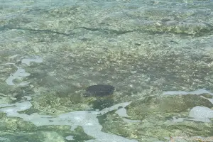 Image of Bahamas