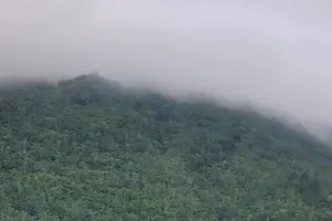 Tour image of Blue Mountains Coffee Private Tour from Kingston