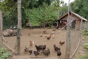 Tour image of Full Day Visit & Cook at Local family' farm and Hiking to Kuang si waterfalls