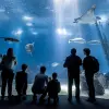 Image of Aquariums