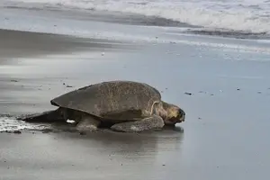 Tour image of Turtle Nesting Tour