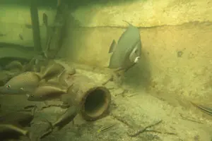 Tour image of Key West SNUBA Experience