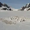 Image of Dog Sledding/Mushing