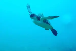 Tour image of Sunset Snorkeling