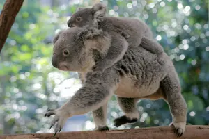 Image of Australia