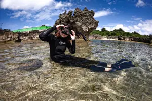 Tour image of Okinawa Miyako Sea turtle Snorkeling Free Pick up and Drop off