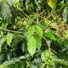 Image of Food Tours