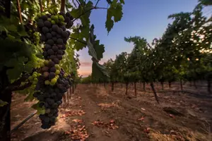 Tour image of 6-hour Private Luxury SUV Wine Tour in Napa Or Sonoma Valley