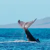 Image of Catamaran Cruises