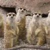 Image of Zoos & Wildlife Parks