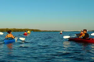 Tour image of Kayak Adventure of Shell Key Preserve & Island with a Local