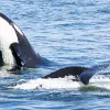 Image of Pack Animal Tours